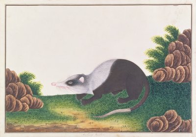 Rata Luna, de Dibujos de Animales, Insectos y Reptiles de Malaca, c.1805-18 de Chinese School